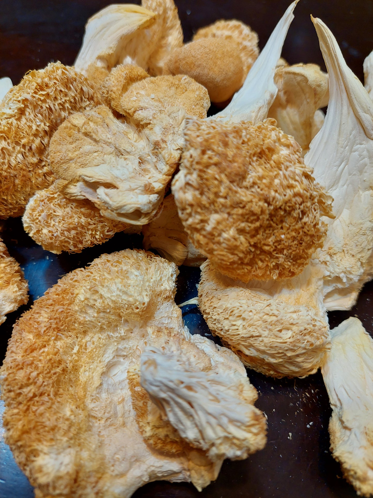 Dried Lions Mane Mushroom
