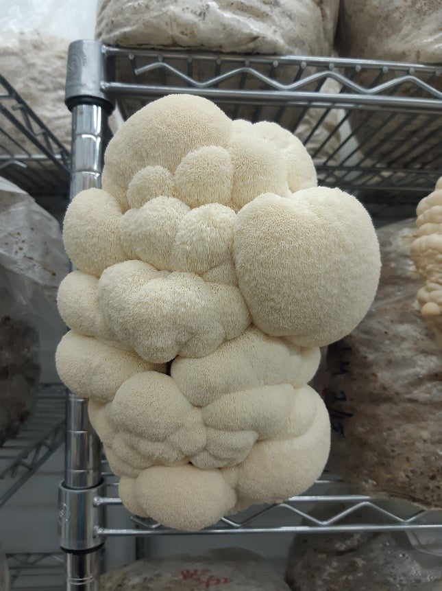 Dried Lions Mane Mushroom