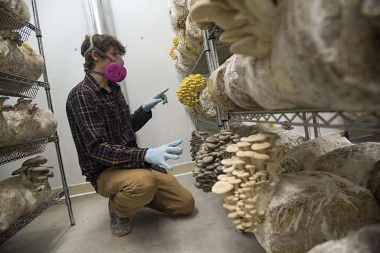 'Growing mushrooms is science': MSU grad launches gourmet mushroom business
