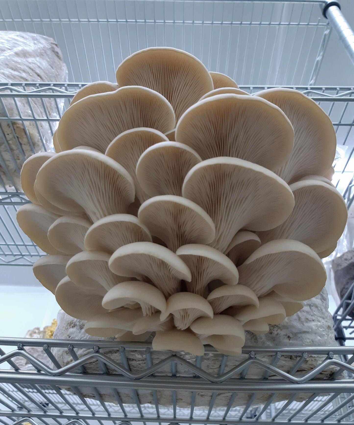 Dried Oyster Mushrooms (Mixed)